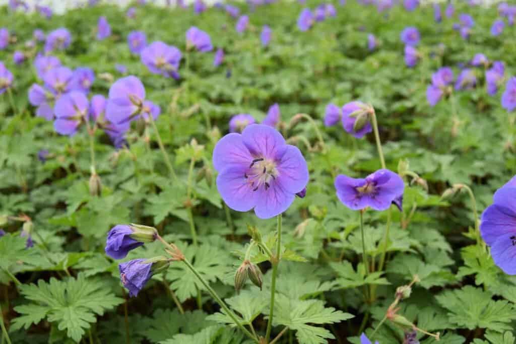 Geranium himalayense 'Gravetye' ---